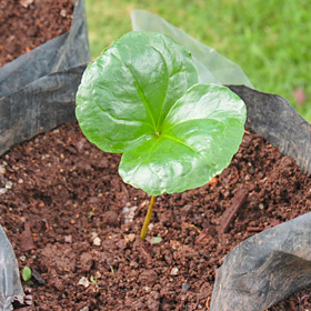 Coffee plant seedling